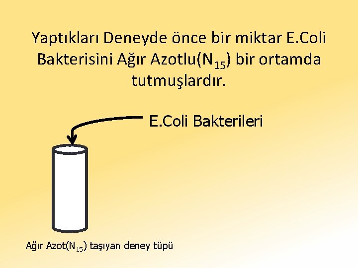 Yaptıkları Deneyde önce bir miktar E. Coli Bakterisini Ağır Azotlu(N 15) bir ortamda tutmuşlardır.