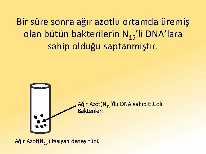 Bir süre sonra ağır azotlu ortamda üremiş olan bütün bakterilerin N 15’li DNA’lara sahip