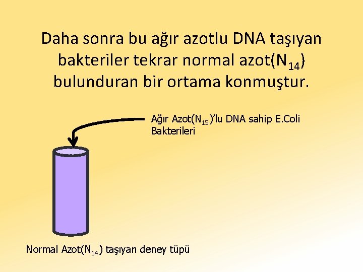 Daha sonra bu ağır azotlu DNA taşıyan bakteriler tekrar normal azot(N 14) bulunduran bir