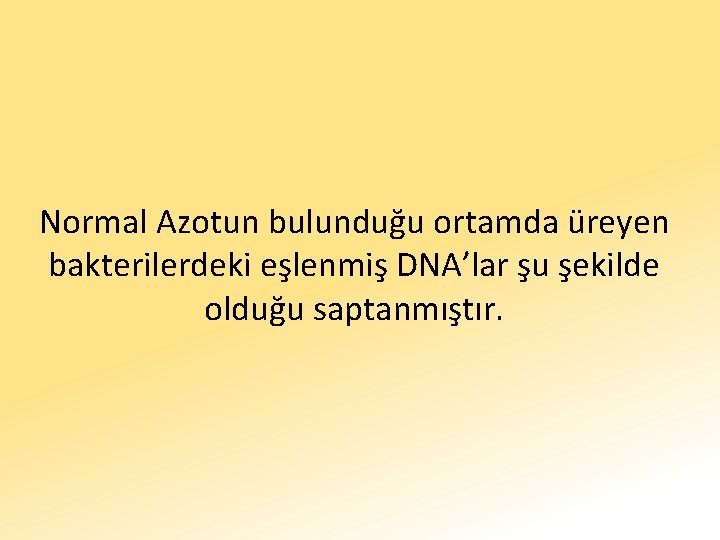Normal Azotun bulunduğu ortamda üreyen bakterilerdeki eşlenmiş DNA’lar şu şekilde olduğu saptanmıştır. 