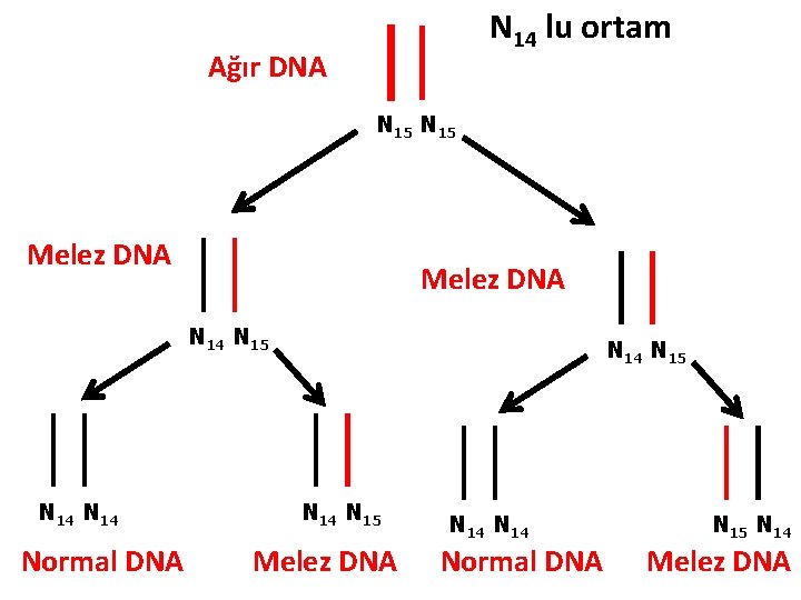 N 14 lu ortam Ağır DNA N 15 Melez DNA N 14 N 15