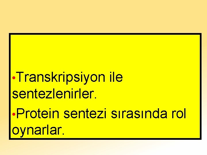  • Transkripsiyon ile sentezlenirler. • Protein sentezi sırasında rol oynarlar. 