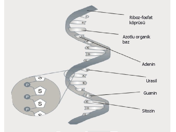 Riboz-fosfat köprüsü Azotlu organik baz Adenin Urasil Guanin Sitozin 