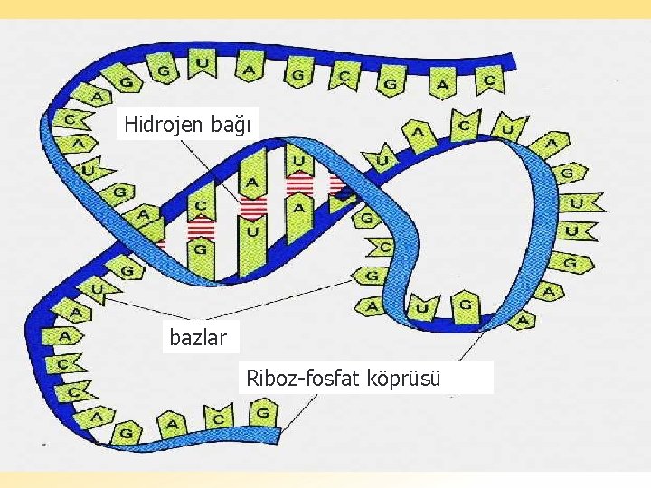 Hidrojen bağı bazlar Riboz-fosfat köprüsü 