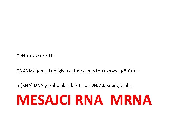 Çekirdekte üretilir. DNA’daki genetik bilgiyi çekirdekten sitoplazmaya götürür. m(RNA) DNA’yı kalıp olarak tutarak DNA’daki