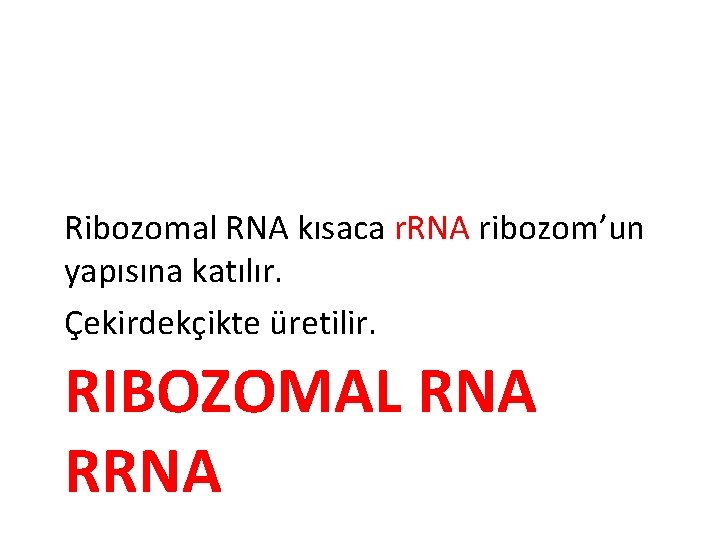 Ribozomal RNA kısaca r. RNA ribozom’un yapısına katılır. Çekirdekçikte üretilir. RIBOZOMAL RNA RRNA 