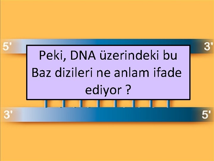 Peki, DNA üzerindeki bu Baz dizileri ne anlam ifade ediyor ? 