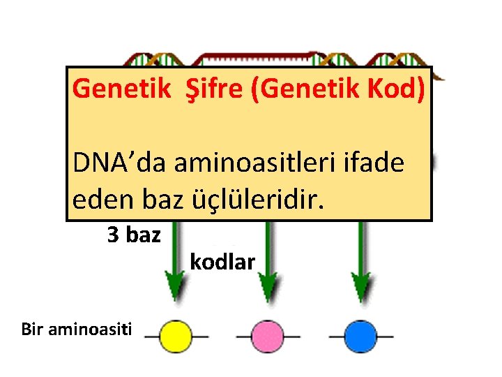 Genetik Şifre (Genetik Kod) DNA’da aminoasitleri ifade eden baz üçlüleridir. 3 baz Bir aminoasiti