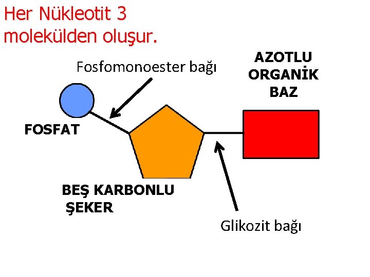 Her Nükleotit 3 molekülden oluşur. Fosfomonoester bağı AZOTLU ORGANİK BAZ FOSFAT BEŞ KARBONLU ŞEKER