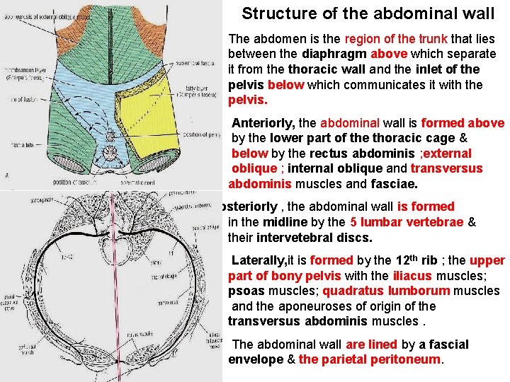Structure of the abdominal wall The abdomen is the region of the trunk that