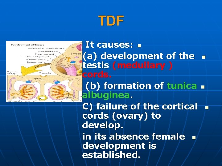 TDF It causes: n (a) development of the testis (medullary ) cords. (b) formation TDF It causes: n (a) development of the testis (medullary ) cords. (b) formation
