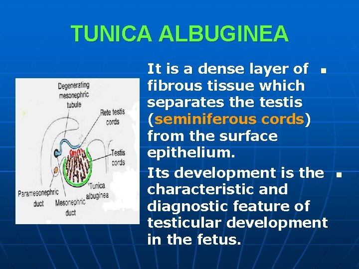 TUNICA ALBUGINEA It is a dense layer of n fibrous tissue which separates the TUNICA ALBUGINEA It is a dense layer of n fibrous tissue which separates the