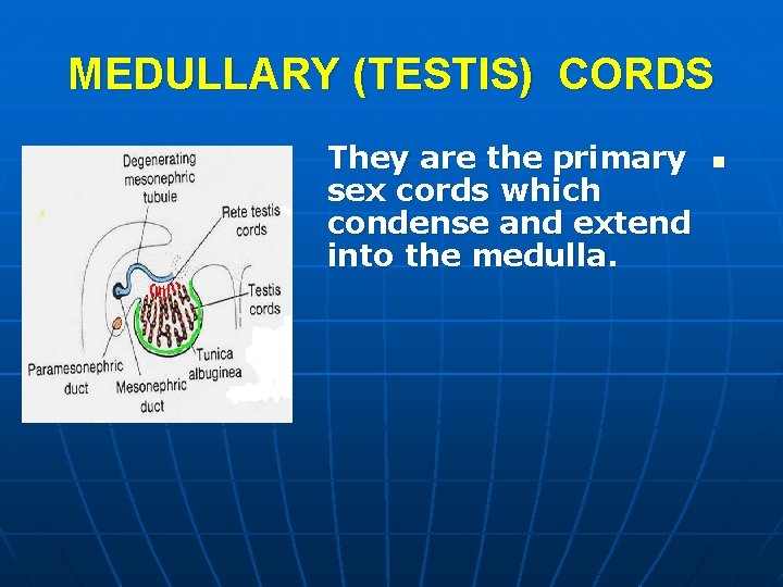 MEDULLARY (TESTIS) CORDS They are the primary sex cords which condense and extend into MEDULLARY (TESTIS) CORDS They are the primary sex cords which condense and extend into