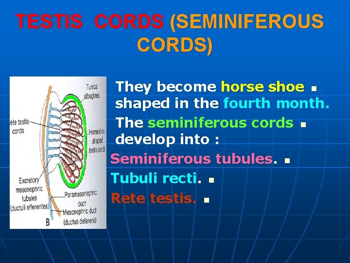 TESTIS CORDS (SEMINIFEROUS CORDS) They become horse shoe n shaped in the fourth month. TESTIS CORDS (SEMINIFEROUS CORDS) They become horse shoe n shaped in the fourth month.