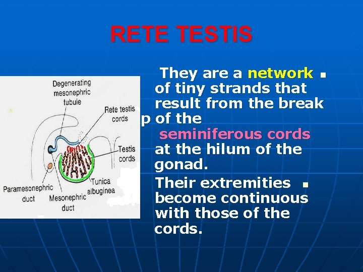 RETE TESTIS They are a network n of tiny strands that result from the RETE TESTIS They are a network n of tiny strands that result from the
