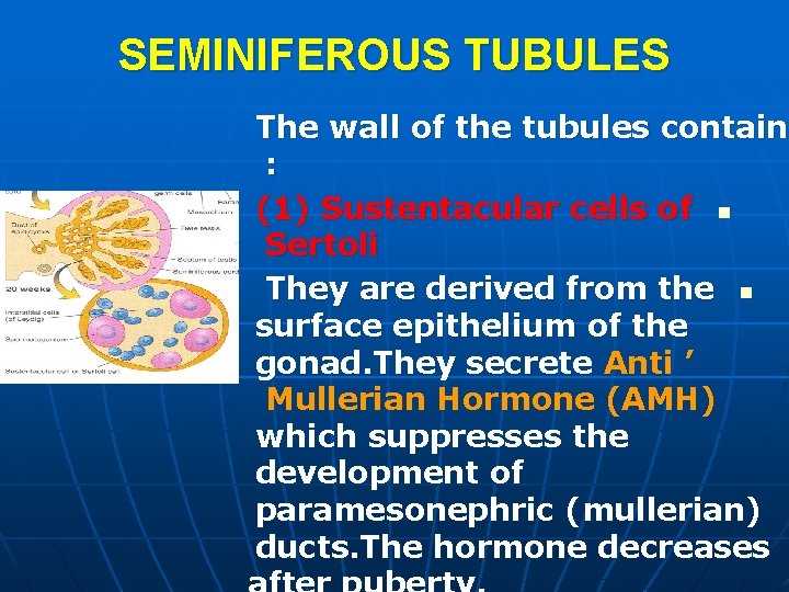 SEMINIFEROUS TUBULES The wall of the tubules contain : (1) Sustentacular cells of n SEMINIFEROUS TUBULES The wall of the tubules contain : (1) Sustentacular cells of n