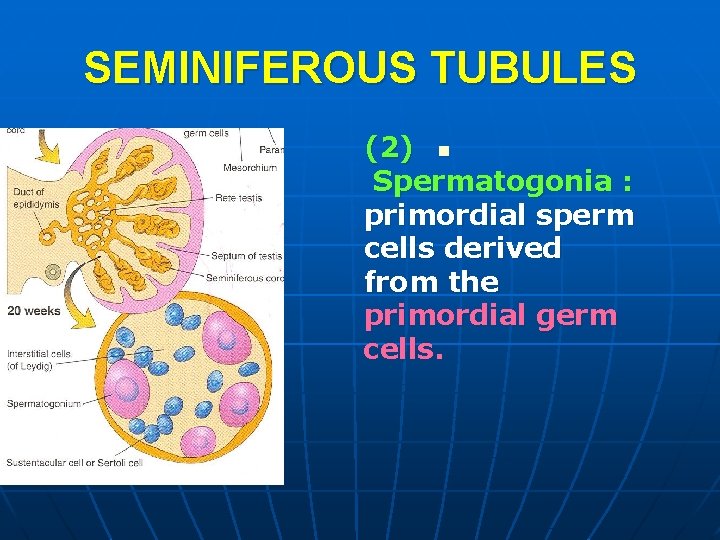 SEMINIFEROUS TUBULES (2) n Spermatogonia : primordial sperm cells derived from the primordial germ SEMINIFEROUS TUBULES (2) n Spermatogonia : primordial sperm cells derived from the primordial germ