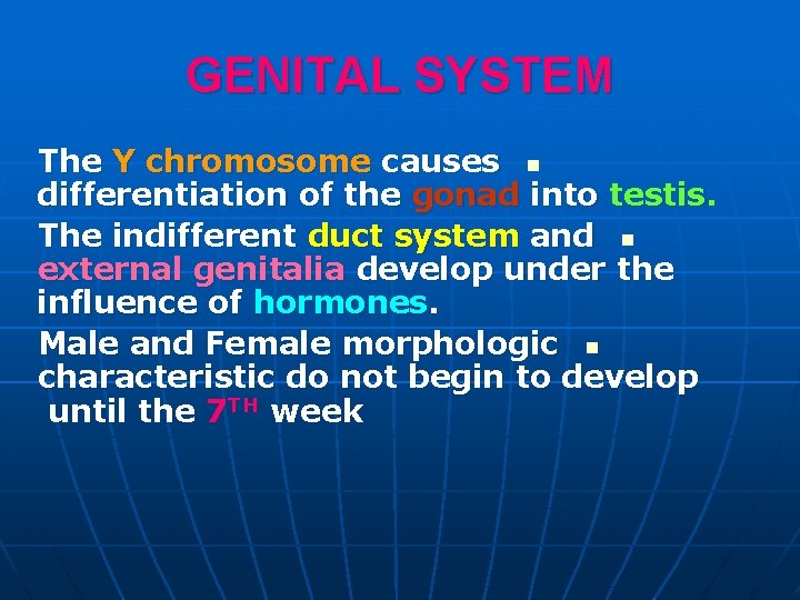 GENITAL SYSTEM The Y chromosome causes n differentiation of the gonad into testis. The GENITAL SYSTEM The Y chromosome causes n differentiation of the gonad into testis. The