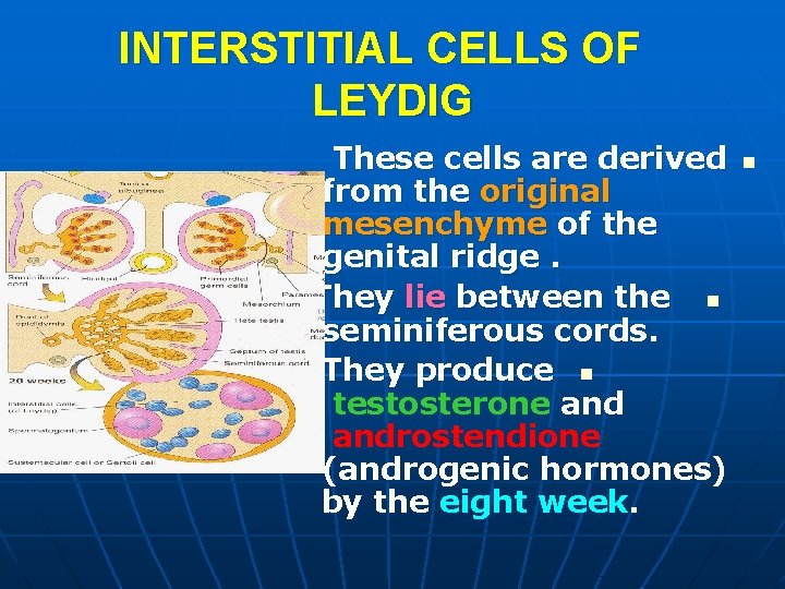 INTERSTITIAL CELLS OF LEYDIG These cells are derived from the original mesenchyme of the INTERSTITIAL CELLS OF LEYDIG These cells are derived from the original mesenchyme of the