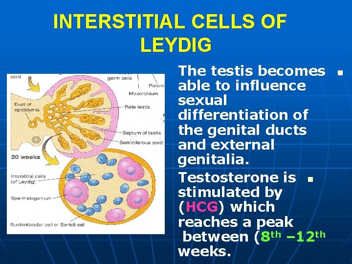 INTERSTITIAL CELLS OF LEYDIG The testis becomes able to influence sexual differentiation of the INTERSTITIAL CELLS OF LEYDIG The testis becomes able to influence sexual differentiation of the