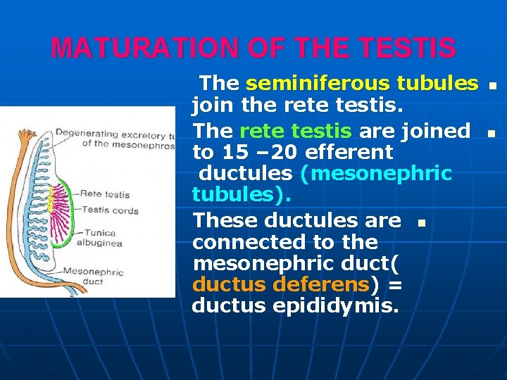 MATURATION OF THE TESTIS The seminiferous tubules join the rete testis. The rete testis MATURATION OF THE TESTIS The seminiferous tubules join the rete testis. The rete testis