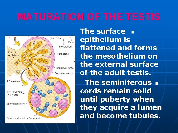 MATURATION OF THE TESTIS The surface n epithelium is flattened and forms the mesothelium MATURATION OF THE TESTIS The surface n epithelium is flattened and forms the mesothelium