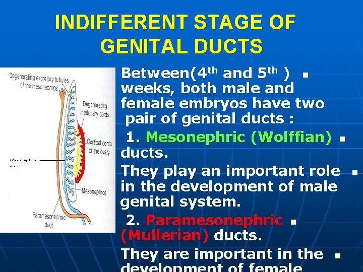 INDIFFERENT STAGE OF GENITAL DUCTS Between(4 th and 5 th ) n weeks, both INDIFFERENT STAGE OF GENITAL DUCTS Between(4 th and 5 th ) n weeks, both