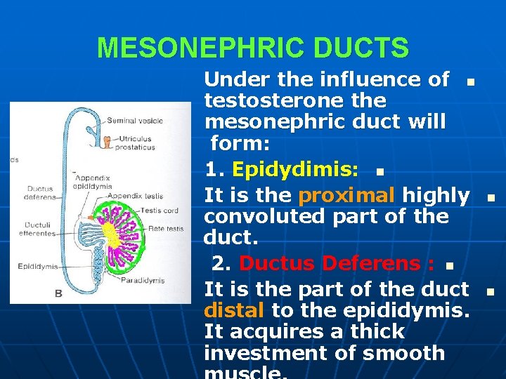 MESONEPHRIC DUCTS Under the influence of n testosterone the mesonephric duct will form: 1. MESONEPHRIC DUCTS Under the influence of n testosterone the mesonephric duct will form: 1.