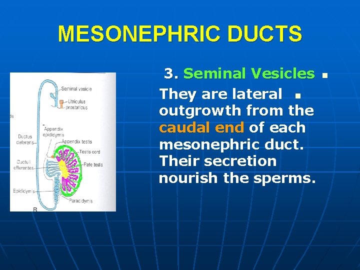 MESONEPHRIC DUCTS 3. Seminal Vesicles They are lateral n outgrowth from the caudal end MESONEPHRIC DUCTS 3. Seminal Vesicles They are lateral n outgrowth from the caudal end