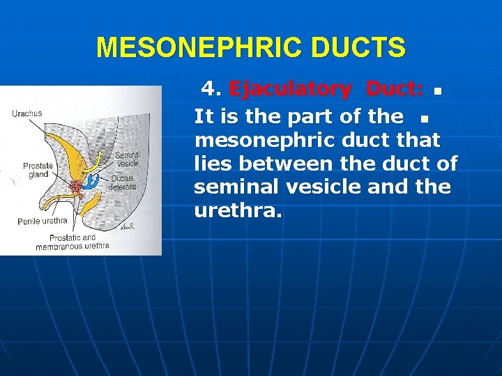 MESONEPHRIC DUCTS 4. Ejaculatory Duct: n It is the part of the n mesonephric MESONEPHRIC DUCTS 4. Ejaculatory Duct: n It is the part of the n mesonephric