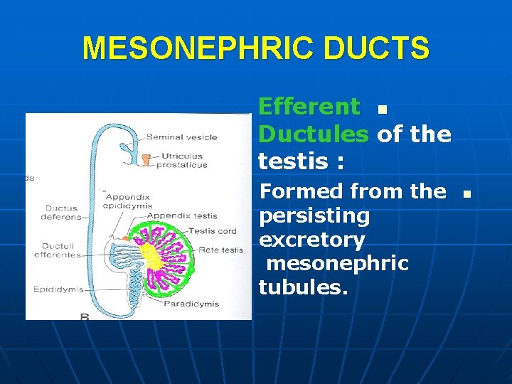MESONEPHRIC DUCTS Efferent n Ductules of the testis : Formed from the persisting excretory MESONEPHRIC DUCTS Efferent n Ductules of the testis : Formed from the persisting excretory