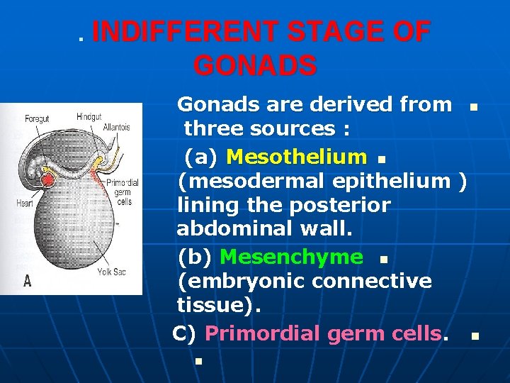 . INDIFFERENT STAGE OF GONADS Gonads are derived from n three sources : (a) . INDIFFERENT STAGE OF GONADS Gonads are derived from n three sources : (a)