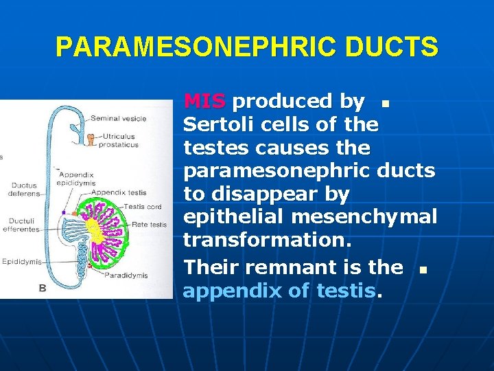 PARAMESONEPHRIC DUCTS MIS produced by n Sertoli cells of the testes causes the paramesonephric PARAMESONEPHRIC DUCTS MIS produced by n Sertoli cells of the testes causes the paramesonephric