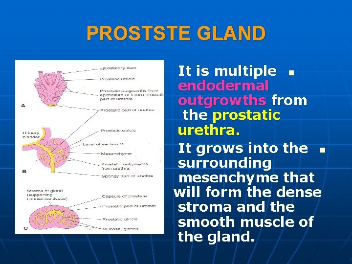 PROSTSTE GLAND It is multiple n endodermal outgrowths from the prostatic urethra. It grows PROSTSTE GLAND It is multiple n endodermal outgrowths from the prostatic urethra. It grows