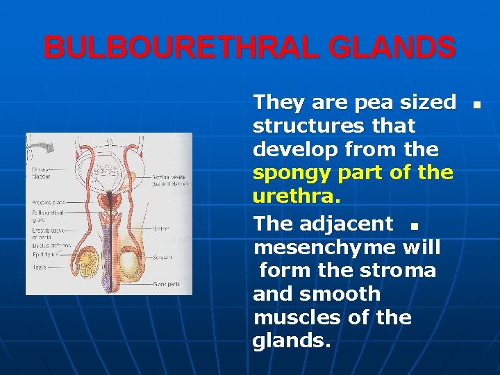 BULBOURETHRAL GLANDS They are pea sized structures that develop from the spongy part of BULBOURETHRAL GLANDS They are pea sized structures that develop from the spongy part of