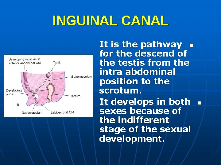 INGUINAL CANAL It is the pathway n for the descend of the testis from INGUINAL CANAL It is the pathway n for the descend of the testis from