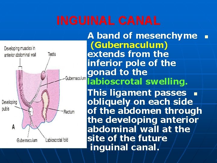 INGUINAL CANAL A band of mesenchyme n (Gubernaculum) extends from the inferior pole of INGUINAL CANAL A band of mesenchyme n (Gubernaculum) extends from the inferior pole of