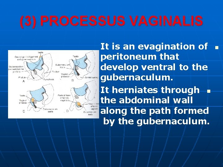 (3) PROCESSUS VAGINALIS It is an evagination of peritoneum that develop ventral to the (3) PROCESSUS VAGINALIS It is an evagination of peritoneum that develop ventral to the
