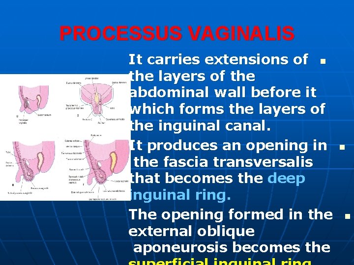 PROCESSUS VAGINALIS It carries extensions of n the layers of the abdominal wall before PROCESSUS VAGINALIS It carries extensions of n the layers of the abdominal wall before