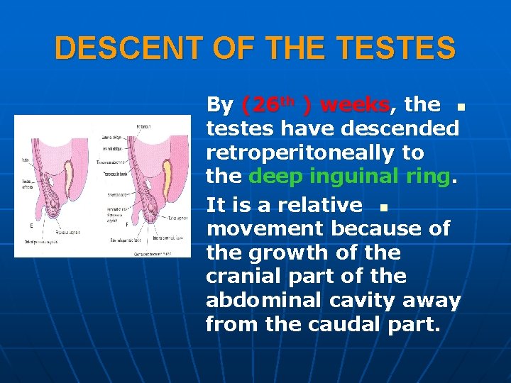 DESCENT OF THE TESTES By (26 th ) weeks, the n testes have descended DESCENT OF THE TESTES By (26 th ) weeks, the n testes have descended