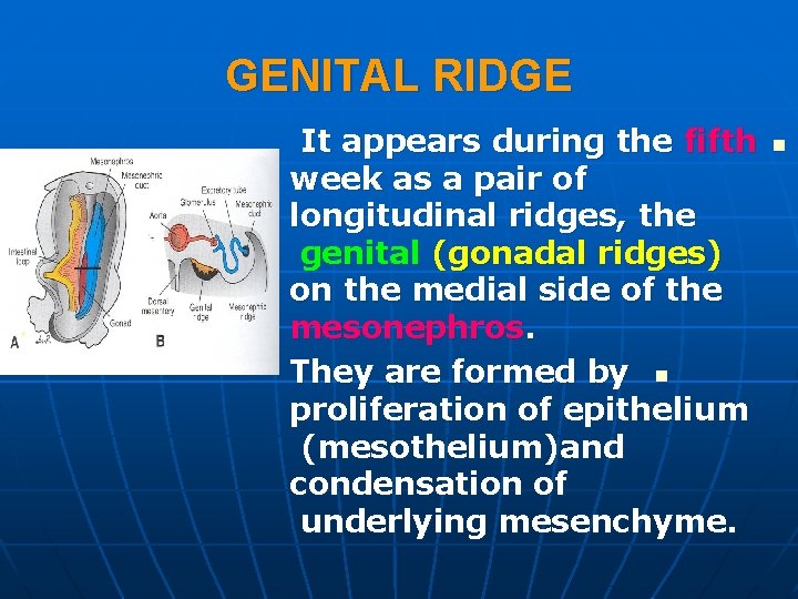 GENITAL RIDGE It appears during the fifth week as a pair of longitudinal ridges, GENITAL RIDGE It appears during the fifth week as a pair of longitudinal ridges,