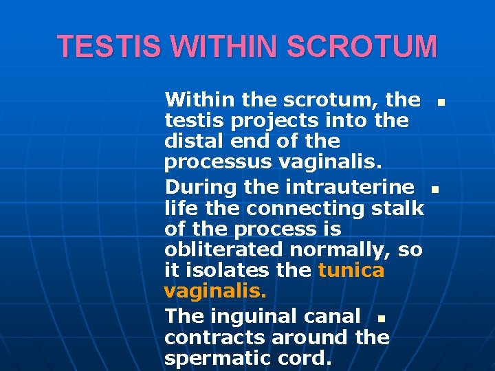 TESTIS WITHIN SCROTUM Within the scrotum, the testis projects into the distal end of TESTIS WITHIN SCROTUM Within the scrotum, the testis projects into the distal end of