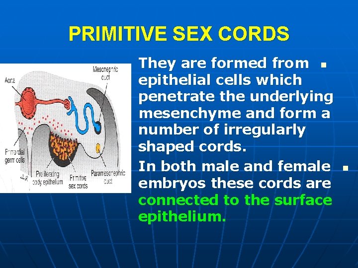 PRIMITIVE SEX CORDS They are formed from n epithelial cells which penetrate the underlying PRIMITIVE SEX CORDS They are formed from n epithelial cells which penetrate the underlying
