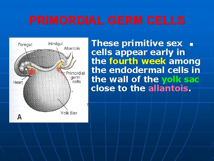 PRIMORDIAL GERM CELLS These primitive sex n cells appear early in the fourth week PRIMORDIAL GERM CELLS These primitive sex n cells appear early in the fourth week