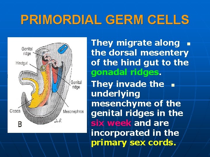 PRIMORDIAL GERM CELLS They migrate along n the dorsal mesentery of the hind gut PRIMORDIAL GERM CELLS They migrate along n the dorsal mesentery of the hind gut