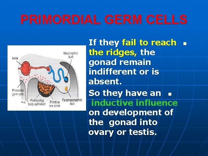 PRIMORDIAL GERM CELLS If they fail to reach the ridges, the gonad remain indifferent PRIMORDIAL GERM CELLS If they fail to reach the ridges, the gonad remain indifferent