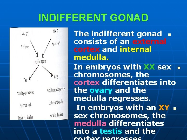 INDIFFERENT GONAD The indifferent gonad n consists of an external cortex and internal medulla. INDIFFERENT GONAD The indifferent gonad n consists of an external cortex and internal medulla.