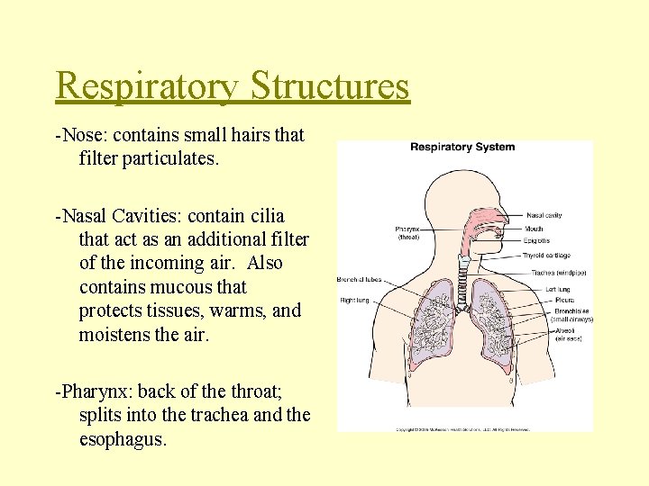 Respiratory Structures -Nose: contains small hairs that filter particulates. -Nasal Cavities: contain cilia that
