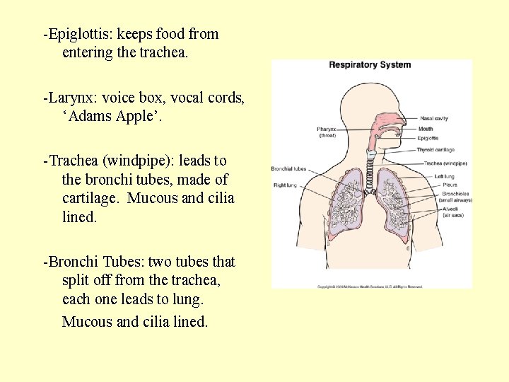 -Epiglottis: keeps food from entering the trachea. -Larynx: voice box, vocal cords, ‘Adams Apple’.