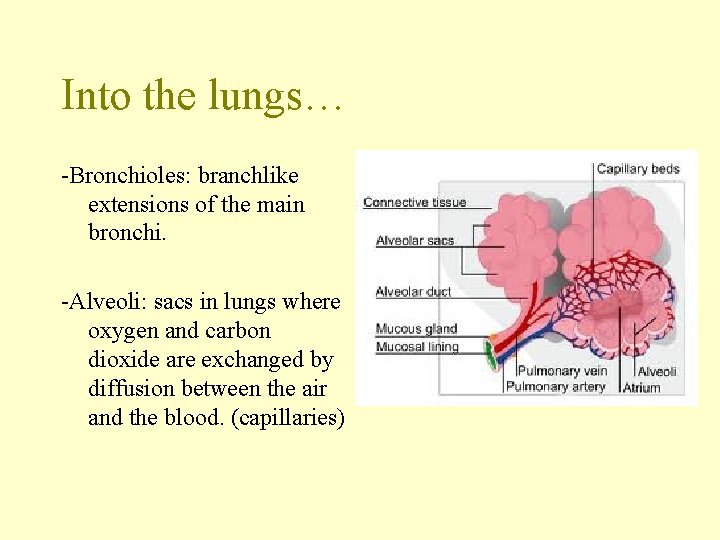 Into the lungs… -Bronchioles: branchlike extensions of the main bronchi. -Alveoli: sacs in lungs